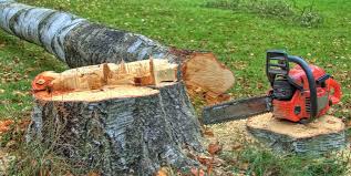 How Our Tree Care Process Works  in  Cedar Heights, MD
