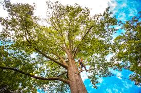 Best Tree Disease Treatment  in Cedar Heights, MD