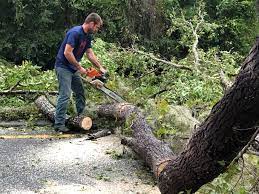 Best Arborist Consultation Services  in Cedar Heights, MD
