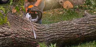 Best Lawn Renovation and Restoration  in Cedar Heights, MD