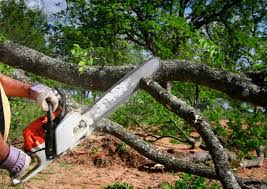  Cedar Heights, MD Tree Removal Pros