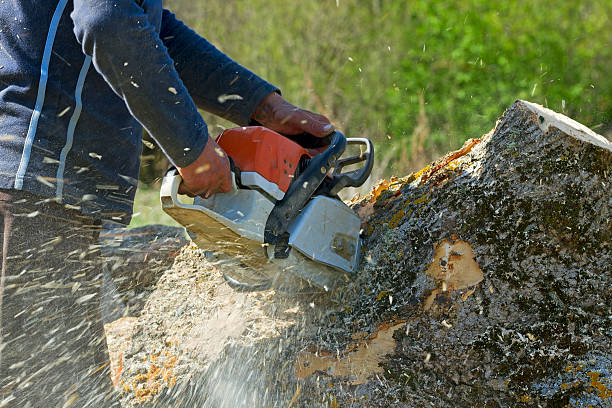 Best Lawn Drainage Solutions  in Cedar Heights, MD