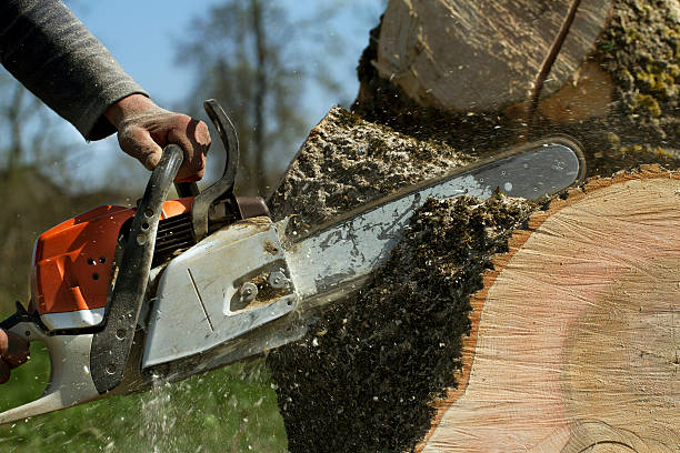 Best Leaf Removal  in Cedar Heights, MD